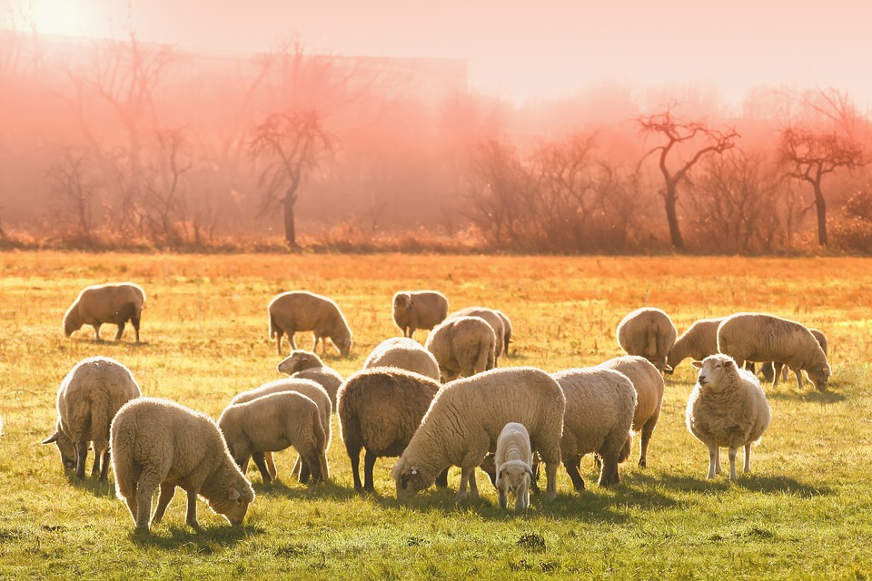 Flock of sheep grazing in a field with a peach sky reflecting in the background.